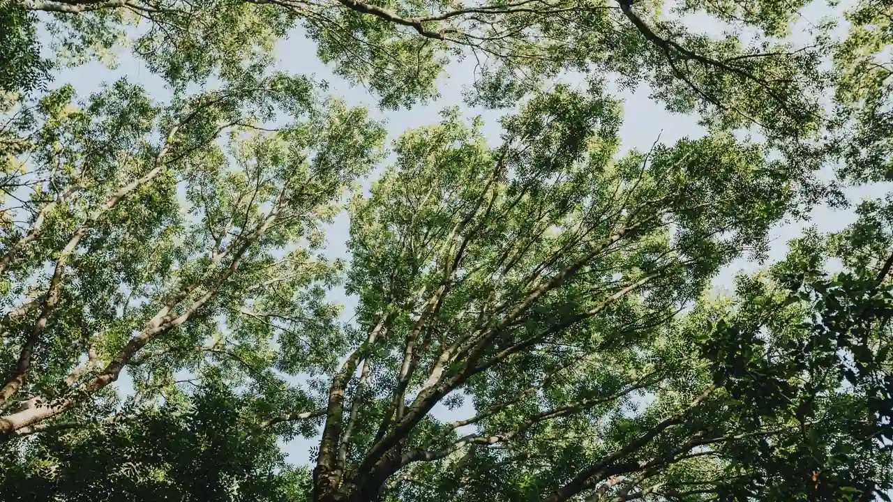 快猫文学平台使用说明与常见问题排查