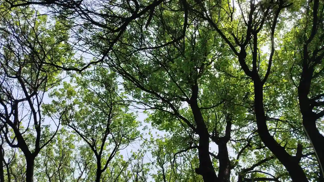 搜索黄色影视时为什么容易遇到木马和诈骗陷阱？